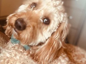 Cockapoo