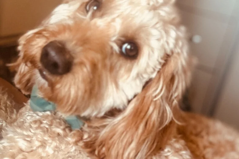 Cockapoo