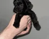 Cockapoo