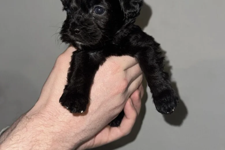 Cockapoo