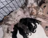 Cockapoo