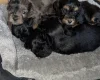 Cockapoo
