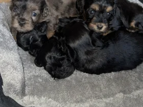 Cockapoo