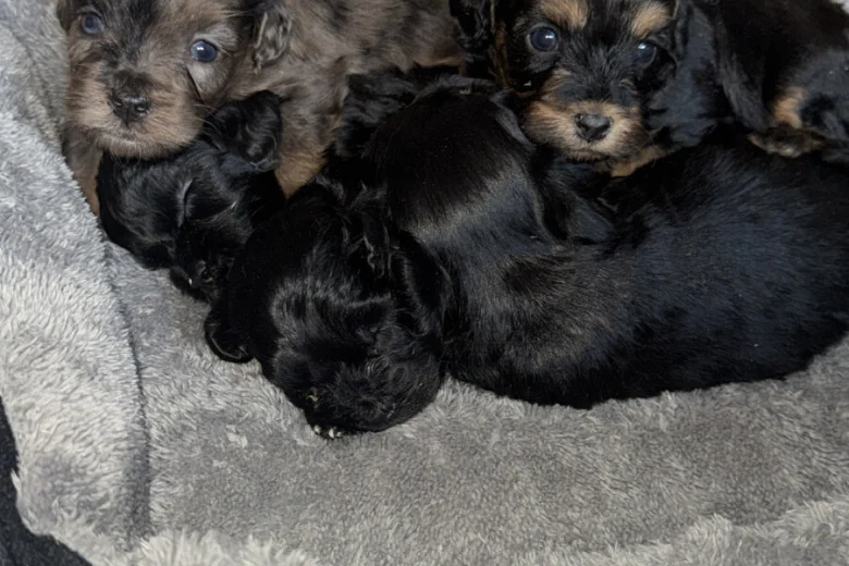 Cockapoo