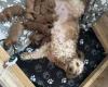 Cockapoo