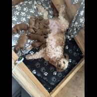 Cockapoo