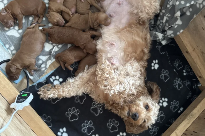 Cockapoo