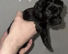 Cockapoo