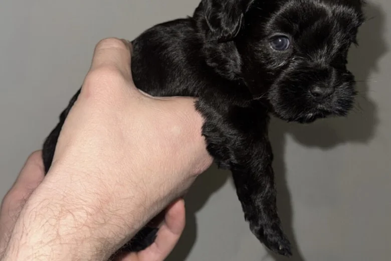 Cockapoo