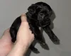 Cockapoo