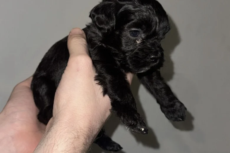 Cockapoo