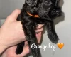 Cockapoo