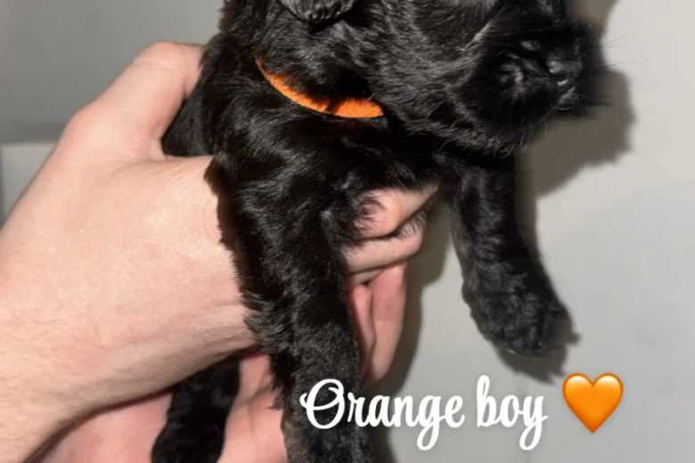 Cockapoo