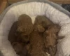 Cockapoo