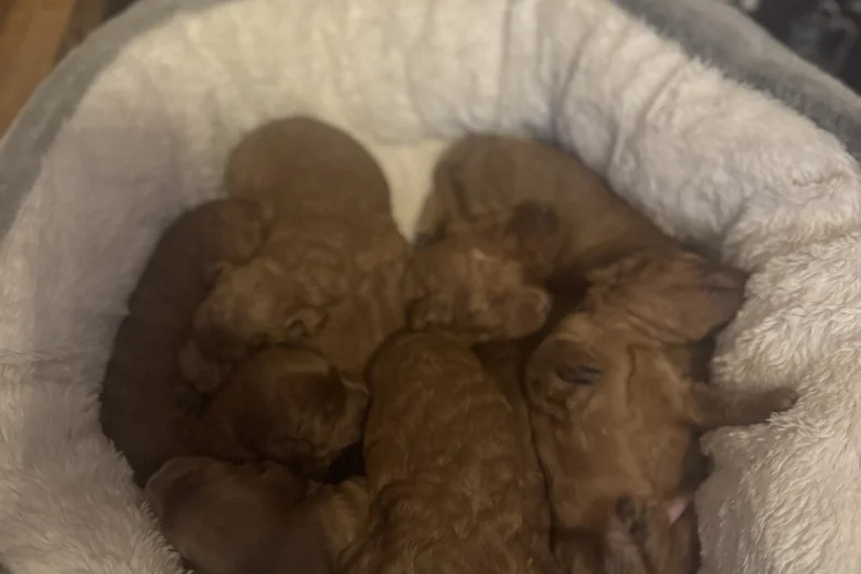 Cockapoo