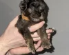 Cockapoo