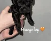 Cockapoo