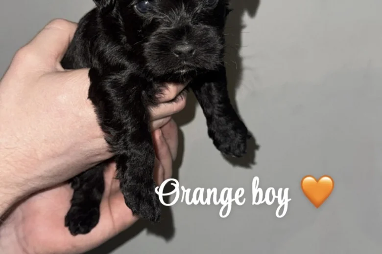 Cockapoo