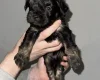 Cockapoo