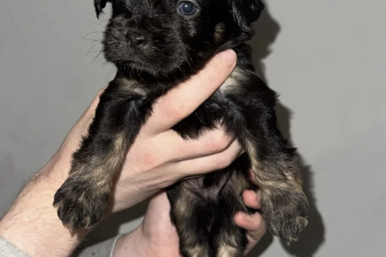 Cockapoo