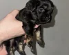 Cockapoo