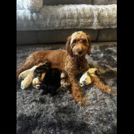 Cockapoo