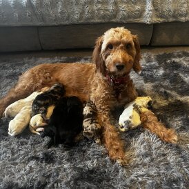 Cockapoo