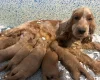 Cockapoo