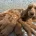 Cockapoo