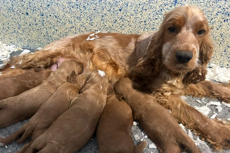 Cockapoo
