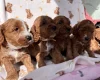 Cockapoo