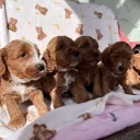 Cockapoo