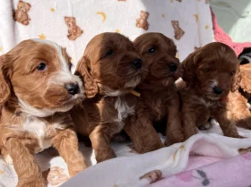 Cockapoo