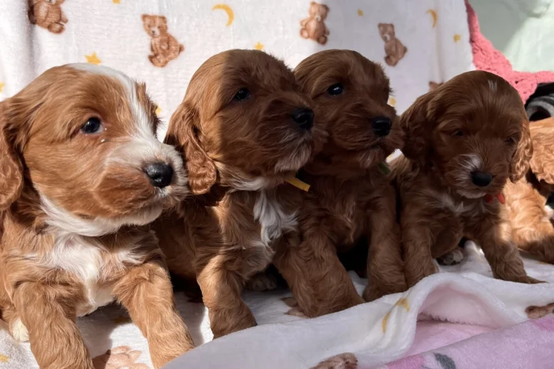 Cockapoo
