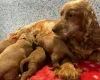Cockapoo