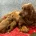 Cockapoo