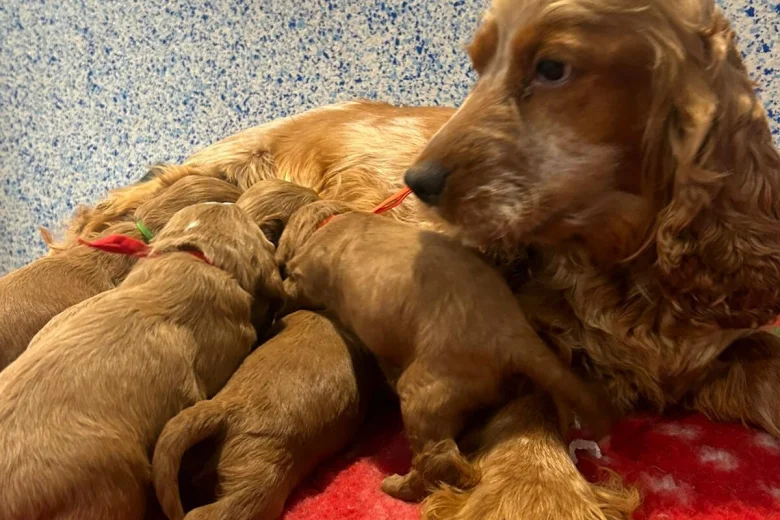 Cockapoo