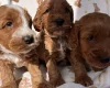 Cockapoo
