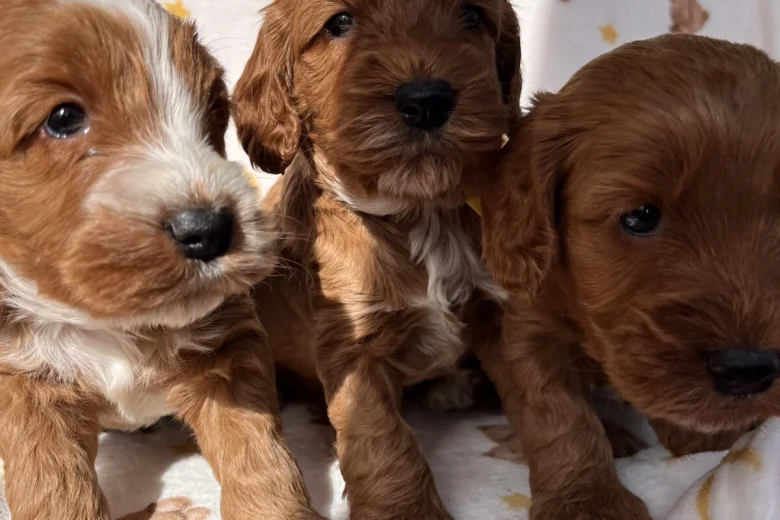 Cockapoo