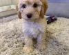 Cockapoo