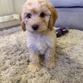 Cockapoo