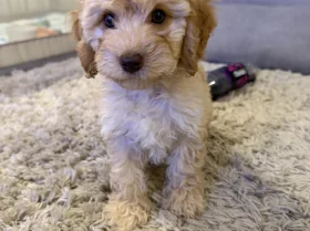 Cockapoo