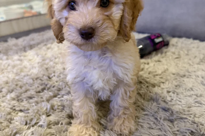 Cockapoo