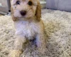 Cockapoo