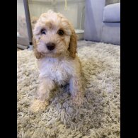 Cockapoo