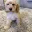 Cockapoo
