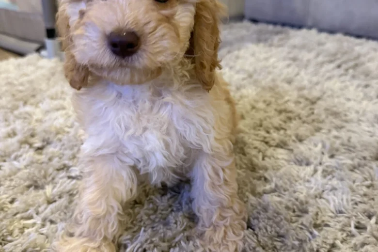Cockapoo