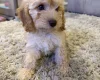 Cockapoo