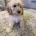 Cockapoo