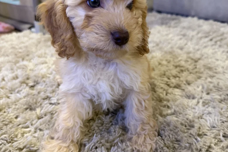 Cockapoo